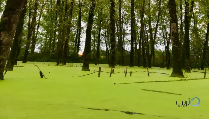 مرداب سراوان بهشت جنگلی